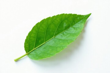 Fototapeta premium Single leaf isolated on white paper background, solo, botanical