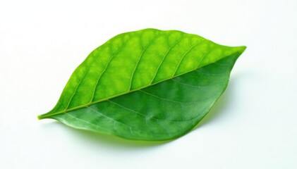 Obraz premium Single leaf isolated on white surface, delicate veins visible, leaf, isolated