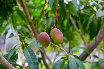 Mango fruits hanging on tree