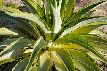 Variegated Agave americana (Century Plant) showing its striped leaves.