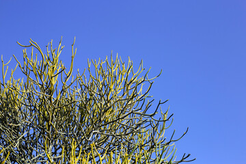 Euphorbia tirucalli (Pencil Tree) against a clear blue sky.