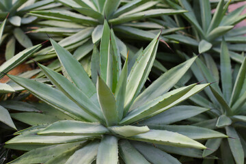 Agave plants, possibly Agave americana or Agave angustifolia, with long, pointed, succulent leaves