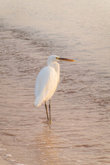 Great egret (Ardea alba), a medium-sized white heron fishing on the sea beach