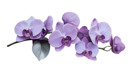 Branch of beautiful purple orchid flowers blooming on transparent background