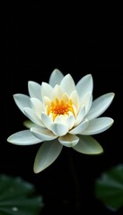 Water lily with delicate white petals on black background, flower, serene