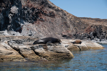 Group of sea lions resting on rocky Baja California coast