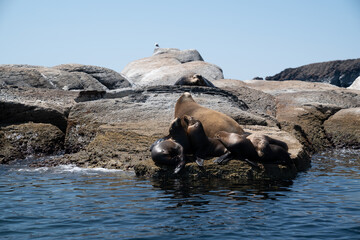 Fototapeta premium Group of land seals resting on the rocky coastline of Los Cabos, Baja California Sur. 