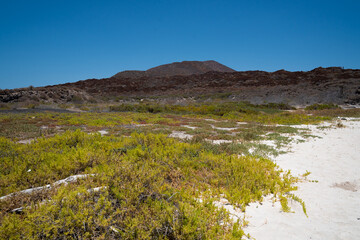 Desert landscape with green plants and volcanic hill