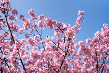 青空に映える満開の河津桜