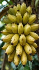 Fresh Ripe Yellow Bananas Bunch Hanging from Tropical Tree Plant