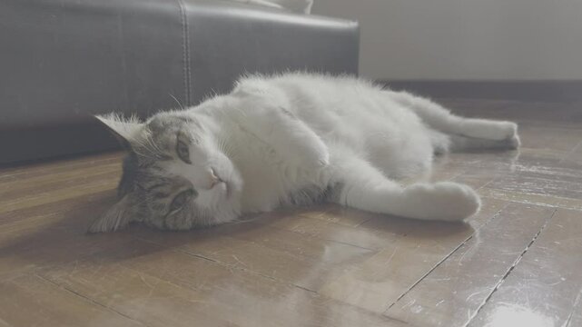 Original and unedited ProRes Log of tabby cats laying down on wooden floor sleepy blinking one eye looking through camera. 24 mm. | f 1.78 | 4K. 24 FPS.