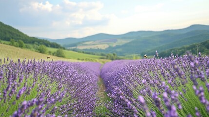 Fototapeta premium Beautiful lavender field with gentle hills and a cloudy sky