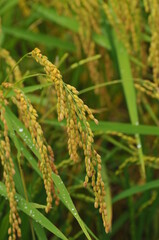 雨に濡れた稲穂です。