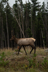 Wild elk walking through forest in Rocky Mountain National Park, Colorado
