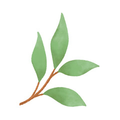 Leaf illustration