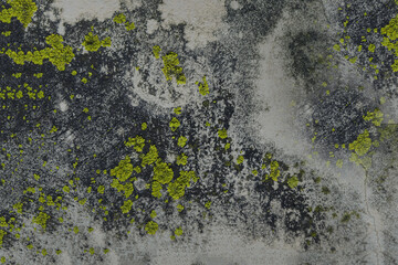 Concrete wall covered with mold and mildew.