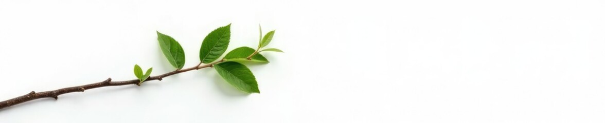 Obraz premium Single isolated tree branch on a plain white surface with some twigs and leaves, branches, tree branch