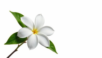 Obraz premium Single jasmine flower in isolation on a white background, single, floral