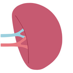 不健康な脾臓のイラスト