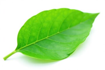 Fototapeta premium Single leaf isolated on white background with soft focus, nature, gardening, botanical