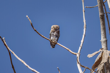 Forest Owlet