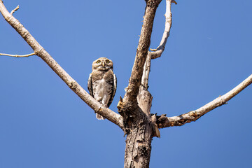 Forest Owlet