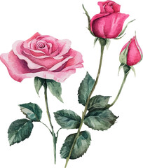 Fototapeta premium red rose isolated on white background