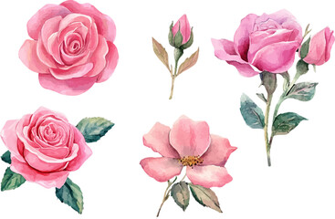 set of pink roses vector illustration