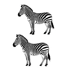 zebra vector