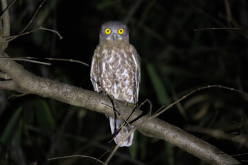 BROWN HAWK OWL 