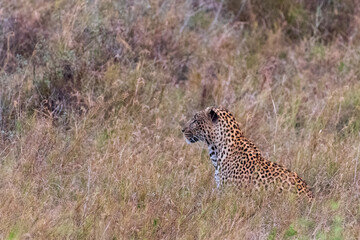 A leopard -Panthera pardus- hides in the bushes of the Serengeti, Tanzania. Its spotted coat blends with the dappled light and leaves, as its piercing eyes peek through, alert and focused.