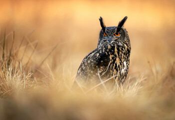 Eurasian eagle owl ( Bubo bubo ) close up
