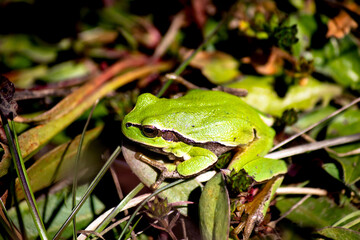 Tree frog (arborea or orientalis) camouflaged on green grass. Amphibian in nature habitat. Little...