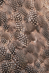Texture of brown quail feathers speckled with white