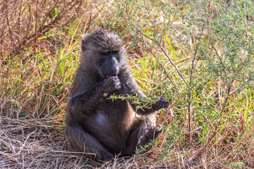 Close-up of an Olive Baboon -Papio Anubis- sitting in the grass of the Serengeti, Tanzania