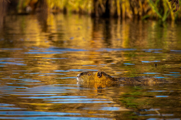 Nutria