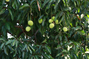 This image showcases a mango tree (Mangifera indica) with unripe green mangoes hanging from its branches