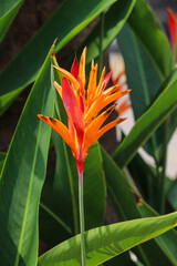 Obraz premium Bright Orange Heliconia Flower Amidst Green Foliage