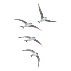 Obraz premium A flock of flying swallows in watercolor