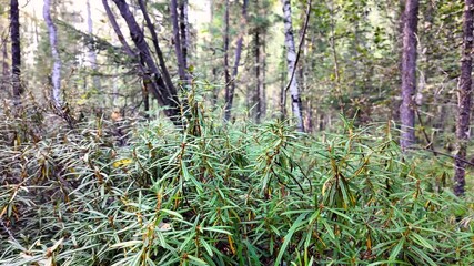 Thickets of Labrador tea (Ledum, Rhododendron tomentosum) in a humid forest, a medicinal plant.