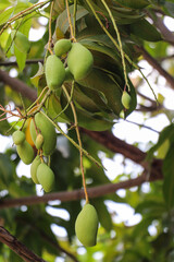 Fresh Green Mangoes Hanging on a Tree Branch