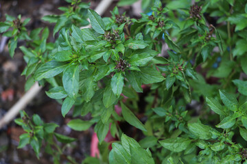 Fresh Green Basil Leaves Growing in a Garden