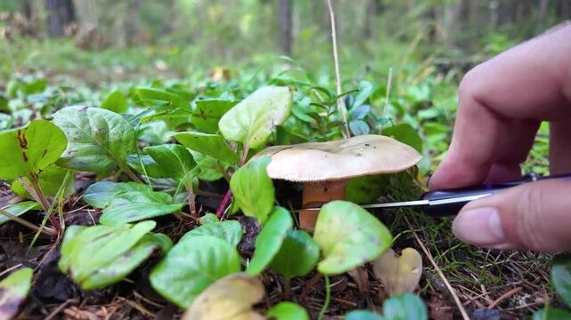 Mushroom picking, edible fungus saffron milk cap