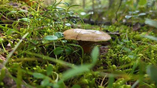Mushroom picking, edible fungus saffron milk cap