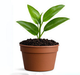 Young Plant with Yellow Lightning Bolt Illustration