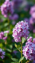 Fototapeta premium Delicate lilac flower blooms in solitary elegance, flowers, greenery