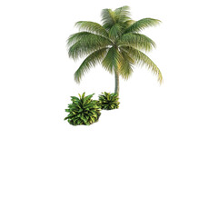 Obraz premium Lush Tropical Palm Tree and Greenery Isolated on White Background,