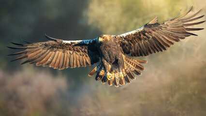 Iberian imperial eagle in flight perched on a tree trunk