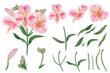 Elements Vector of Alstroemeria flowers hand draw watercolor.