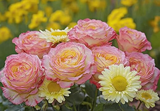 Beautiful arrangement of pink and yellow roses surrounded by vibrant daisies in a colorful garden setting, showcasing nature's stunning floral beauty